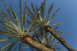 a view of two palm trees against a blue sky photo