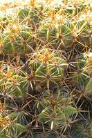 un cactus planta con muchos Picos foto