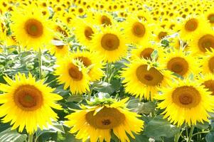 a large field of sunflowers is shown in this photo