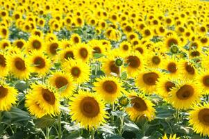 a large field of sunflowers is shown in this photo