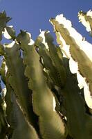 un cactus planta con muchos Picos foto