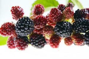 a bunch of blackberries on a branch photo