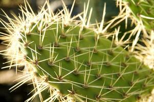 un cactus planta con muchos Picos foto