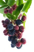 a bunch of blackberries on a branch photo