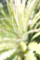 un cactus planta con muchos Picos foto