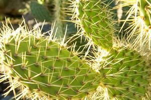 a cactus plant with many spikes photo