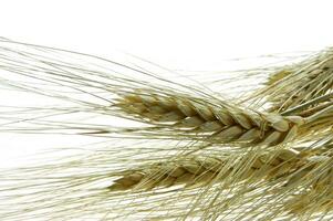 a close up of a bunch of wheat photo