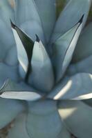 a close up of a cactus with many small needles photo