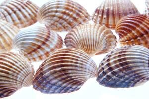 sea shells isolated on white background photo