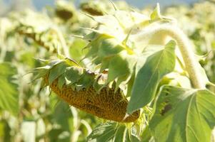 field of sunflowers at the end of the season photo