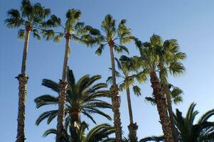 a group of tall palm trees photo