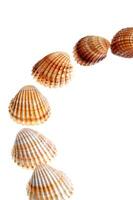 sea shells isolated on white background photo