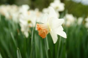 a field of yellow daffodils in the middle of a grassy field photo