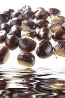 a group of chestnuts floating in water photo
