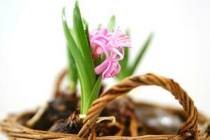 a basket with three small pink flowers in it photo