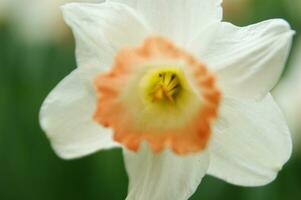 un campo de amarillo narcisos en el medio de un herboso campo foto