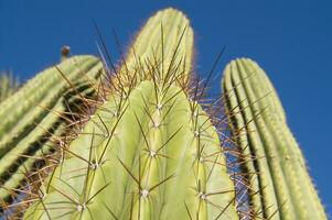 un cactus planta con largo blanco pelos foto