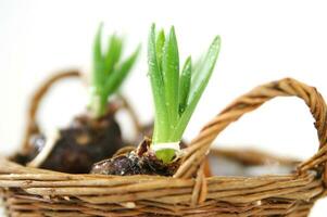 a basket with three small pink flowers in it photo