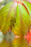 un verde hoja con agua gotas en eso foto