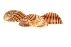 sea shells isolated on white background photo