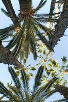 a group of tall palm trees photo