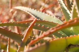 a cactus plant with many spikes photo