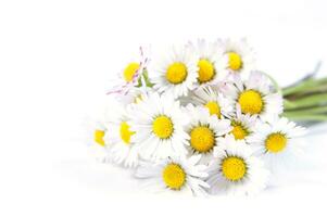 a bunch of white flowers on a yellow background photo