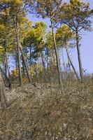 the remains of a forest after the fire photo