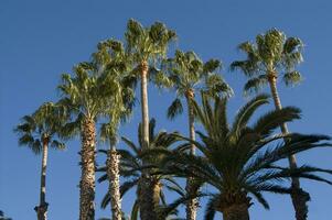 a group of tall palm trees photo