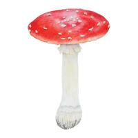 rojo mosca agárico. acuarela mano dibujado ilustración. realista botánico amanita muscaria seta acortar Arte para eco bienes, textiles, natural herbario medicamento, sano té, productos cosméticos, homeopático remedios vector