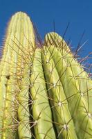 a cactus plant with a small bird sitting on it photo