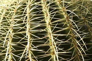 a cactus plant with many spikes photo