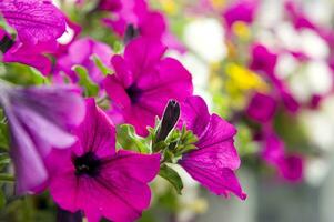 a wooden fence with flowers hanging from it photo