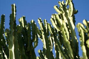 un cactus planta con muchos Picos foto