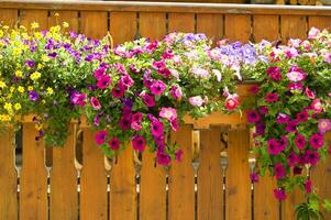 a wooden fence with flowers hanging from it photo