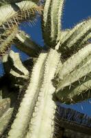 a close up of a cactus with many small needles photo