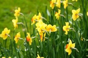 a field of yellow daffodils in the middle of a grassy field photo