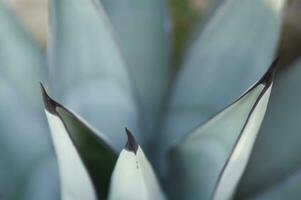 un cerca arriba de un cactus con muchos pequeño agujas foto