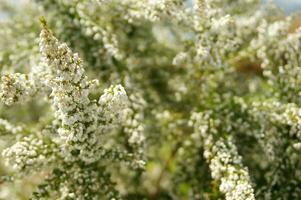 un cerca arriba de un arbusto con blanco flores foto