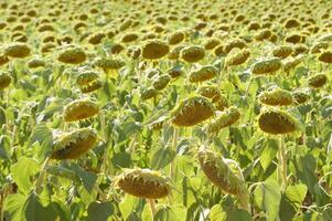 campo de girasoles a el final de el temporada foto