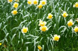 a field of yellow daffodils in the middle of a grassy field photo