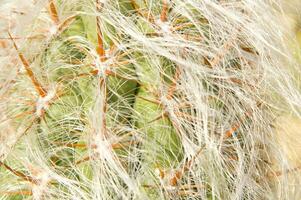 a cactus plant with many spikes photo