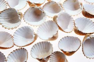 sea shells isolated on white background photo