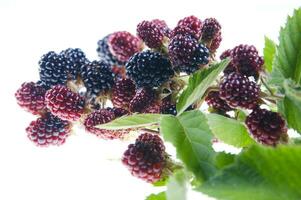 a bunch of blackberries on a branch photo