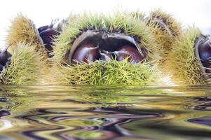 a group of chestnuts floating in water photo