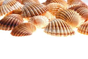 sea shells isolated on white background photo