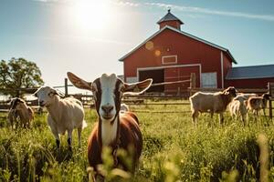 Portrait goat in the farm with light exposure AI Generative photo