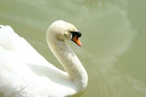 a white swan is floating in a pond photo