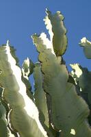 un cactus planta con muchos Picos foto