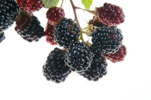 a bunch of blackberries on a branch photo
